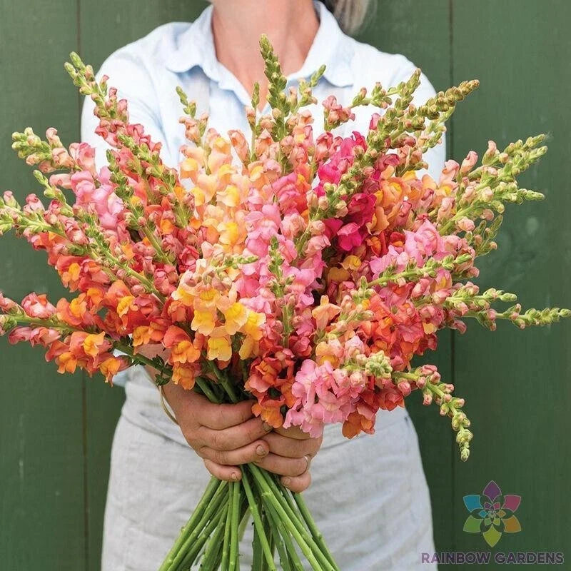 Snapdragon Seeds - 1000+ Potomac Early Sunrise Mix - Antirrhinum majus - Vibrant Non-GMO Garden Seeds for Borders & Cut Flowers