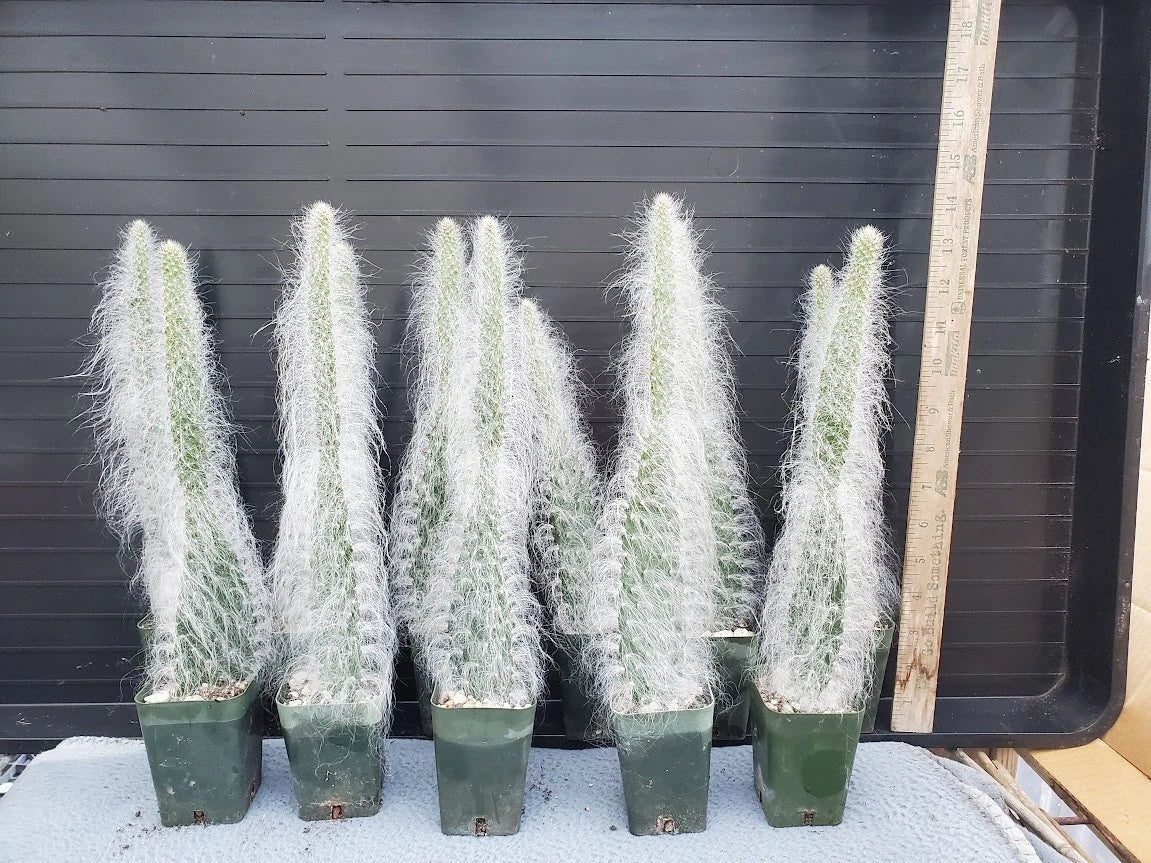Opuntia 'Snow' Cactus Potted Plant with Thick Soft White Hair - Snow White, Hairy Roger, Indoor Decor