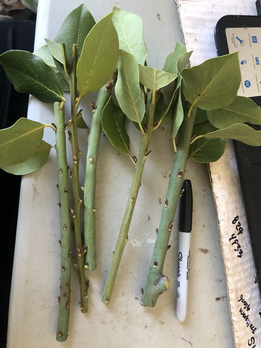 10 Bay Laurel Cuttings (Laurus nobilis) | Sweet Bay Herb Unrooted Starter Plants for Culinary & Aromatic Use