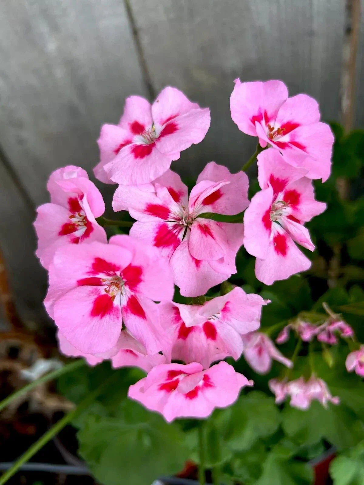 Geranium Cuttings Pink Red Perennial Two 6-Inch Starter Cuttings Pelargonium