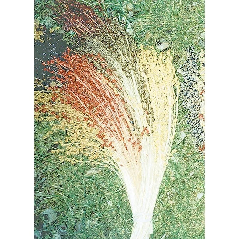 Broom Corn Seeds - Multicolor Heirloom Non-GMO - Zea mays subsp. mays - Decorative Seed Heads for Garden & Crafts