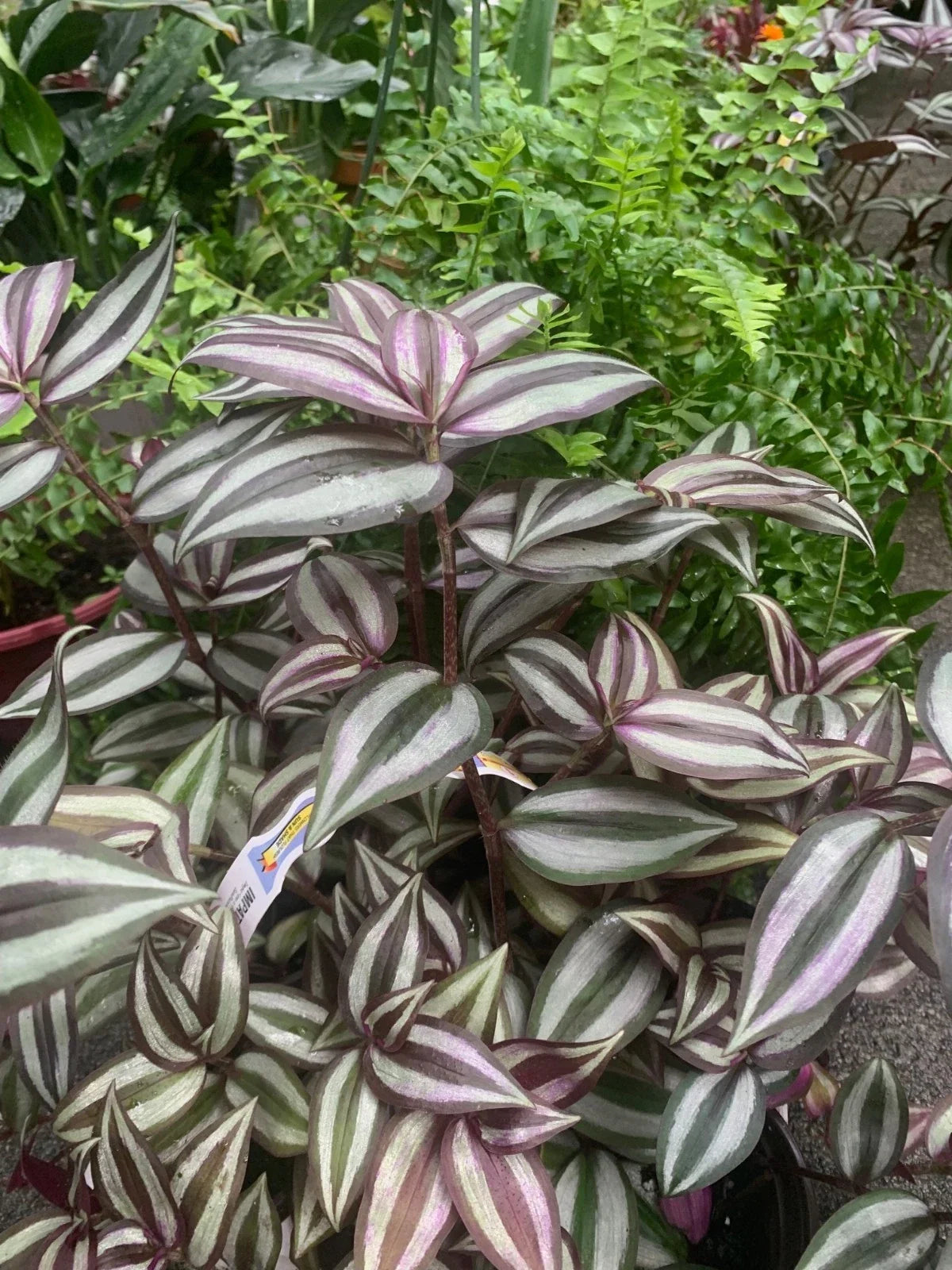Tradescantia Zebrina Plant in 4" Pot, Wandering Jew Foliage, Indoor Houseplant, Purple and Green Stripes