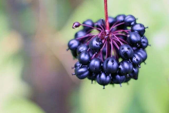 Siberian Ginseng Seeds - 10 Pack - Eleutherococcus senticosus - Hardy Herbal Plant for Garden & Container Cultivation