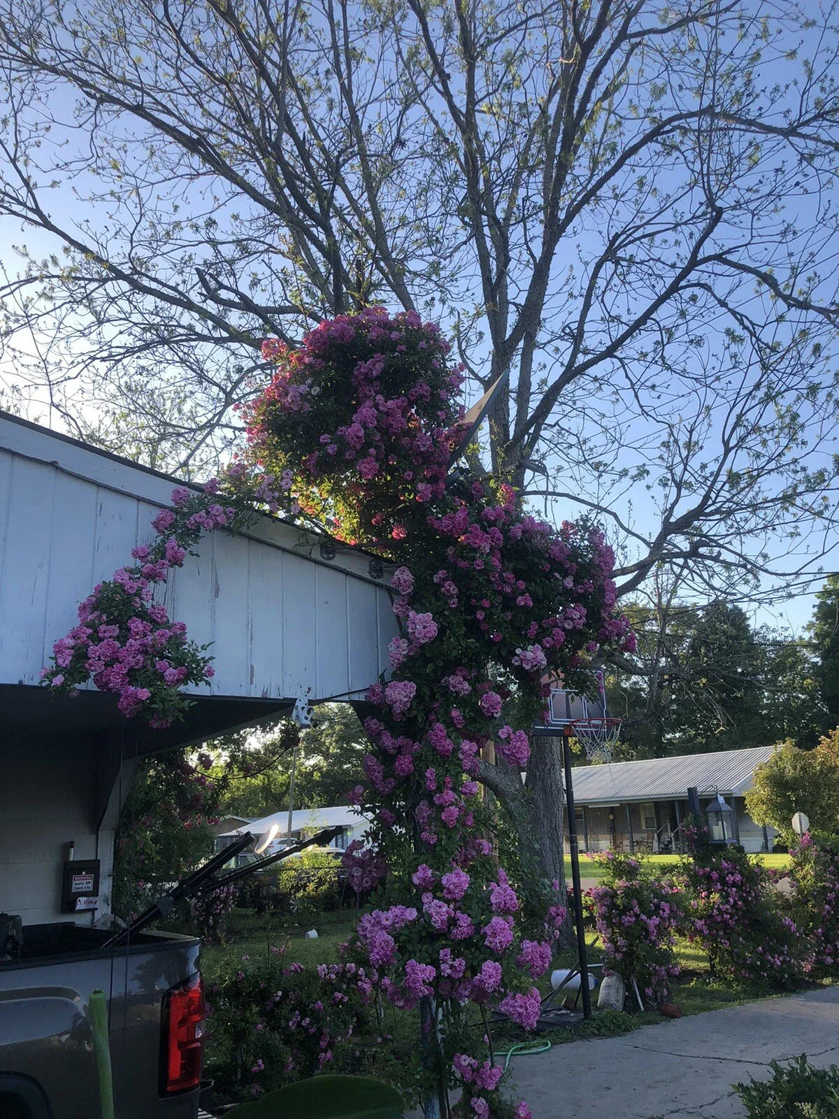 Live Rooted Peggy Martin Trailing Rose Plant 2ft Hurricane Katrina®️ose Rosa 'Peggy Martin'