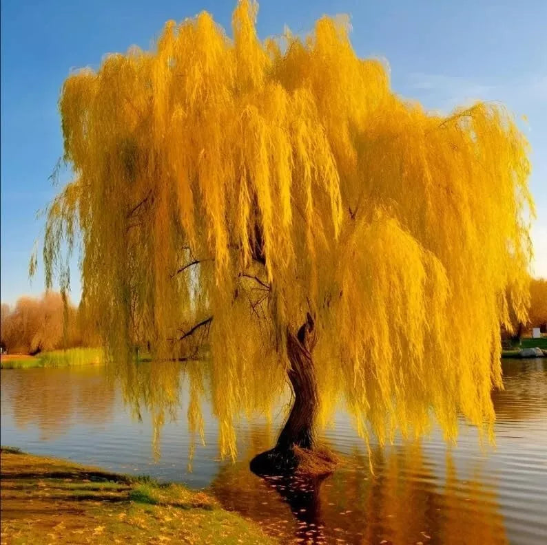 Gold Weeping Willow Tree Cuttings - 5 Pack for Bonsai & Garden - Salix babylonica 'Golden'