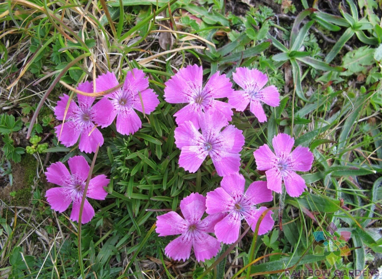 Glacier Carnation Seeds - 200+ Dianthus caryophyllus Perennial Flower Seeds for Garden Beds & Borders