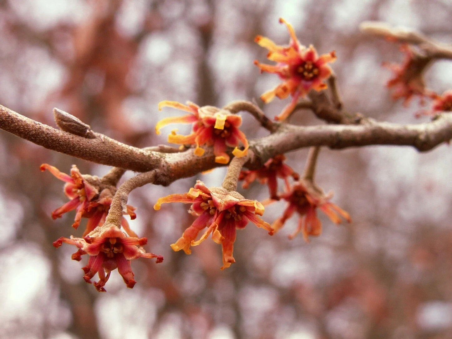 Vernal Witch Hazel Seeds, 15 Pack, Hamamelis vernalis, Native Flowering Shrub for Garden, Early Spring Bloomer