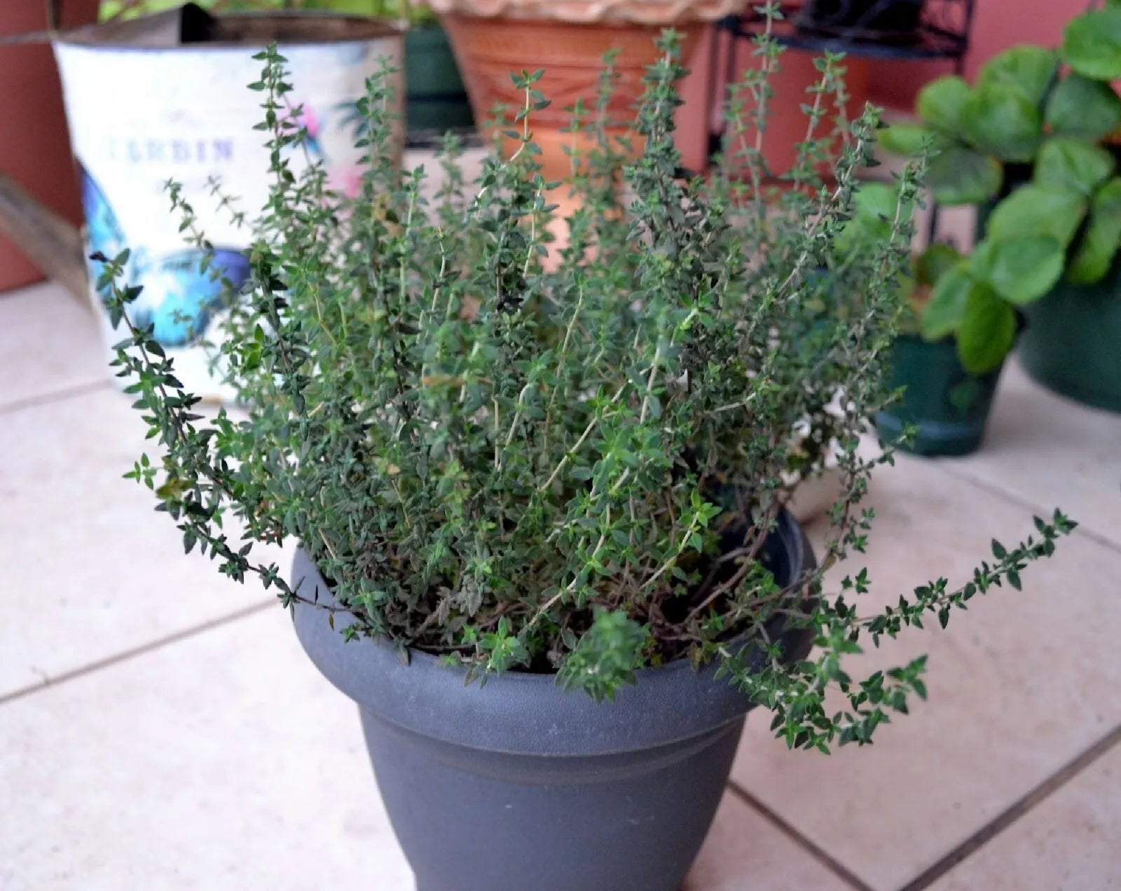 Common Thyme Seeds - 300+ Fragrant Thymus Vulgaris Culinary Herb for Cooking & Gardening