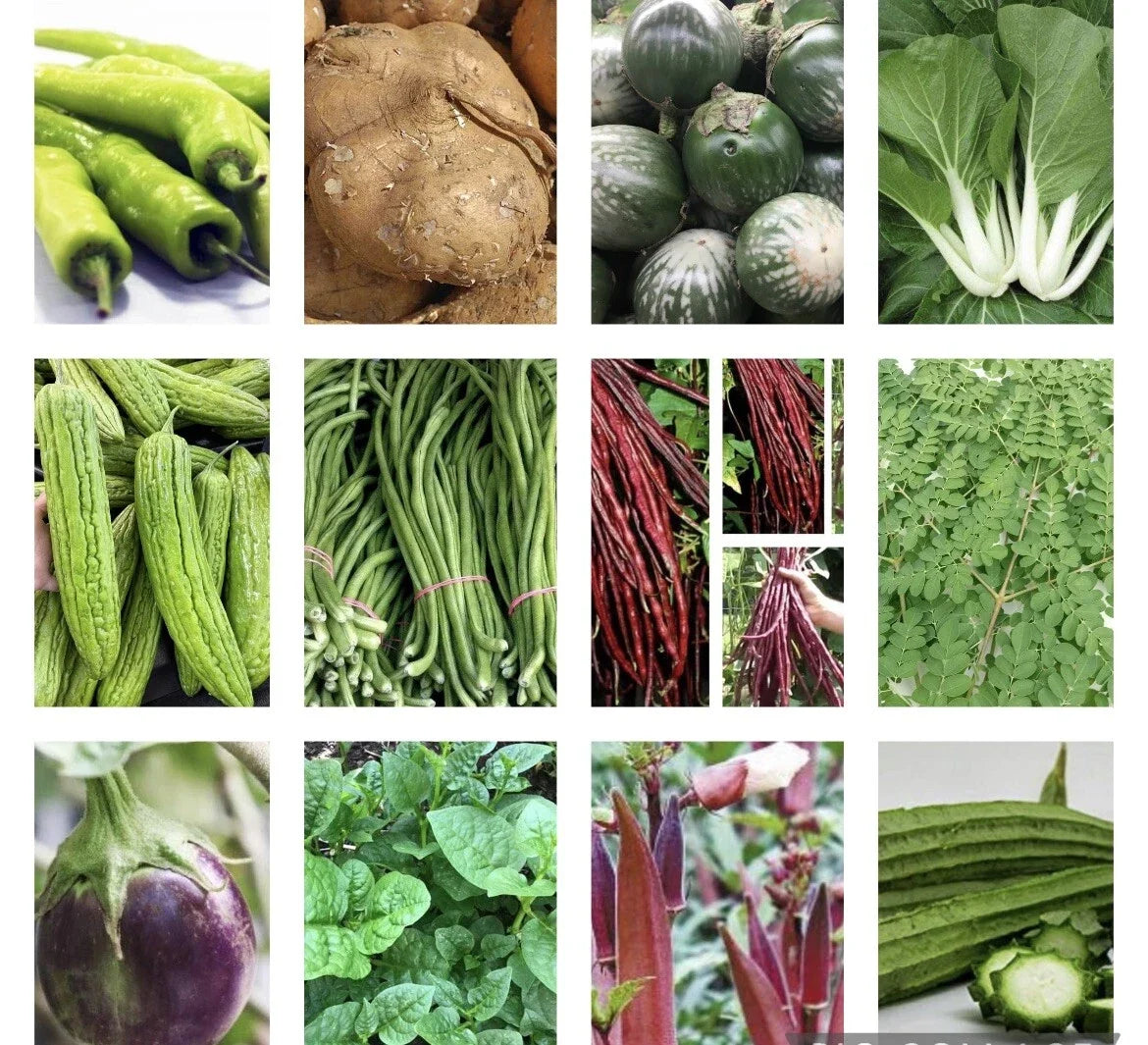 Asian Vegetable Seeds - 20 Varieties Organic Non-GMO Heirloom Garden Seeds for Planting
