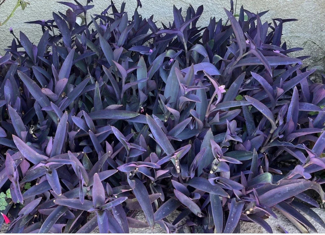 Purple Jade Cuttings - 8 Succulent Propagation Plants - Crassula perfoliata var. falcata - Drought-Tolerant Indoor Outdoor