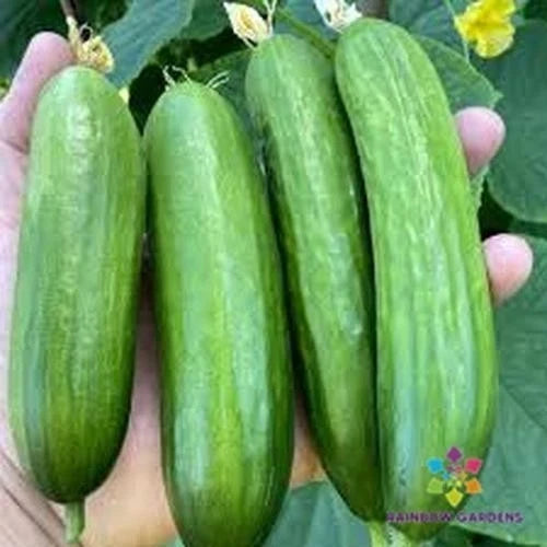 Picolino Cucumber Seeds Pack of 25+ – Heirloom, Non-GMO, Sweet, Crunchy Cucumis sativus for Home Garden & Container Planting