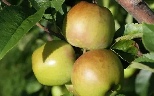 Newtown Pippin Apple Seeds - 25 Non-GMO Heirloom Malus domestica for Garden Planting