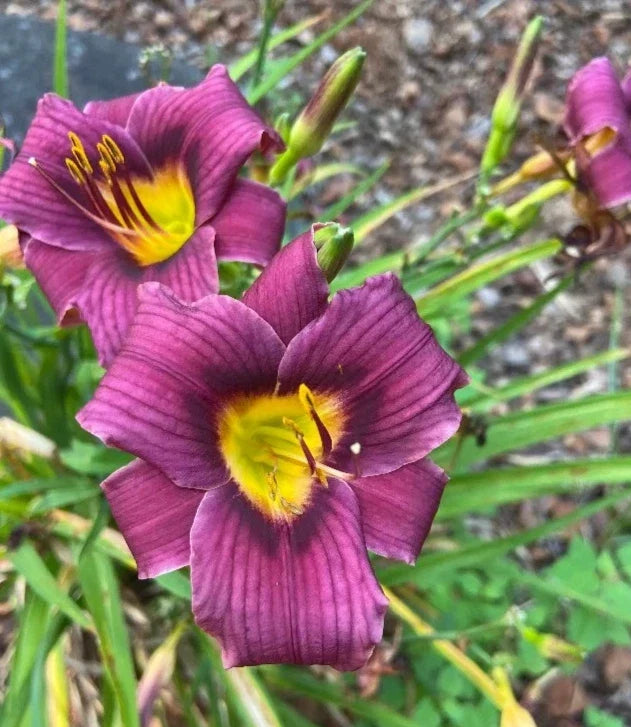Daylily Bare Root Plant - Grape Magic Purple Flowers - Hemerocallis 'Grape Magic' Perennial Garden Flower