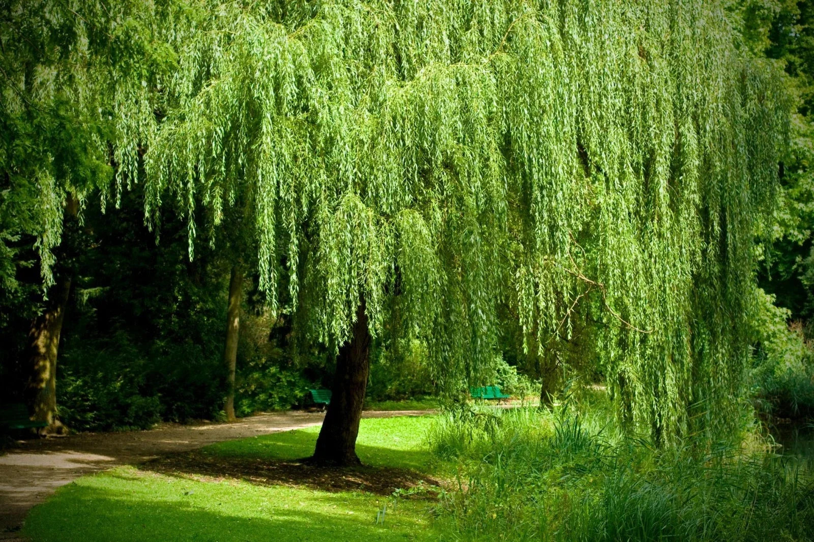 Weeping Willow Tree Cuttings Set of 12 Unrooted 6-8" Salix babylonica for Garden Landscaping