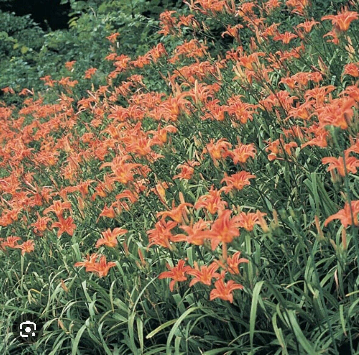 Orange Daylily Bulbs - Tawny Hemerocallis fulva Wildflower Roots for Garden & Medicinal Use, Appalachian Grown