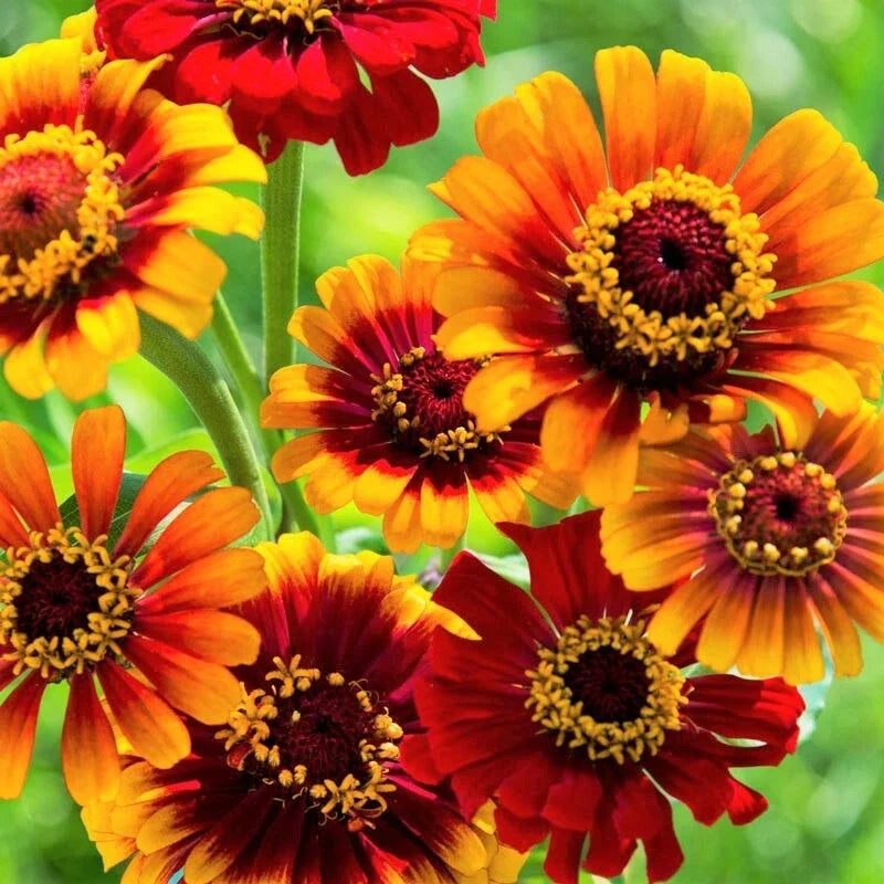 Zinnia Seeds | Bicolor Red Yellow Flowers | Sombrero Zinnia | Zinnia elegans Annual Flower Seeds
