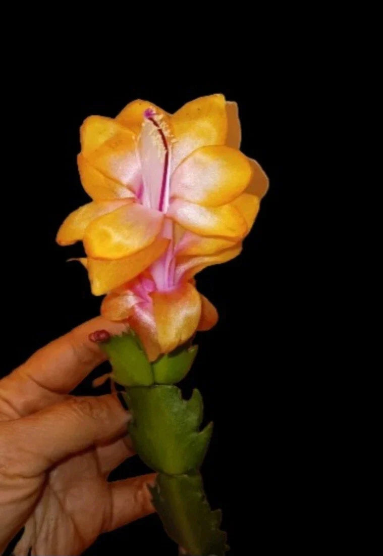 Rare Golden Christmas Cactus Starter Plant - Schlumbergera truncata - Holiday Indoor Plant