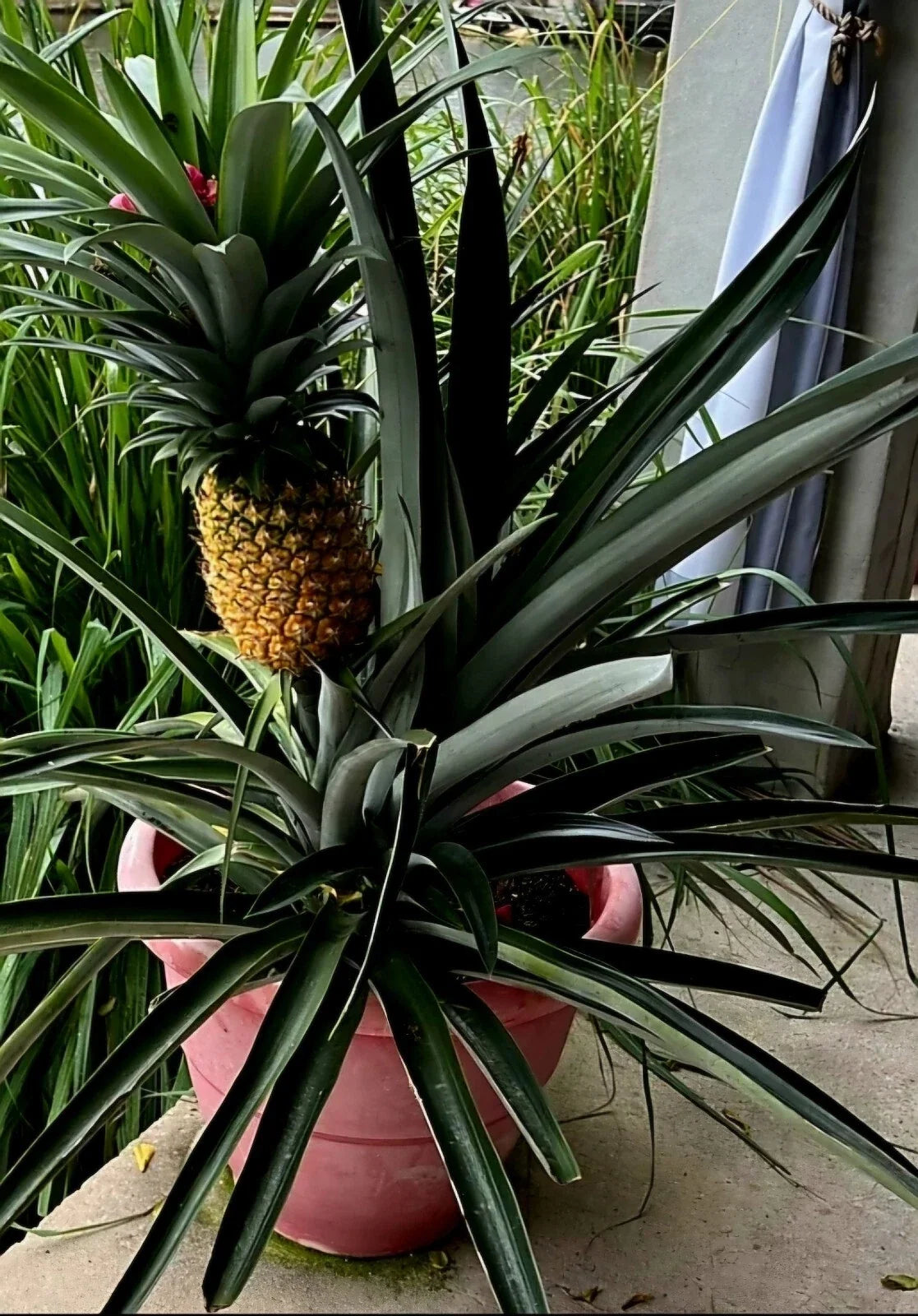 Sweet Pineapple Seeds Pack | Tropical Fruit Ananas comosus | Grow Your Own Juicy Pineapples at Home