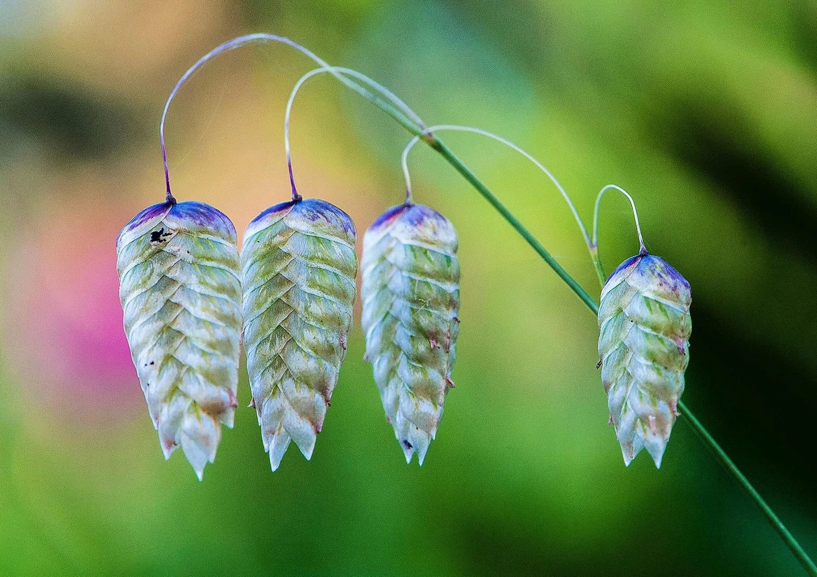 Greater Quaking Grass Seeds - Rattlesnake Grass, Briza maxima, Ornamental Drought-Resistant Perennial, 50 Seeds