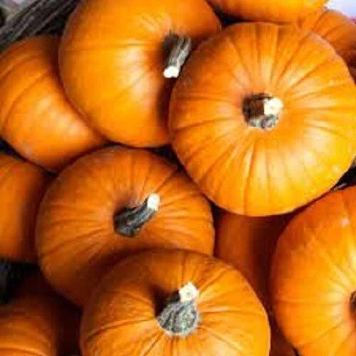 Small Sugar Pumpkin Seeds - Heirloom Cucurbita pepo for Pies & Fall Decor, Pack of 20