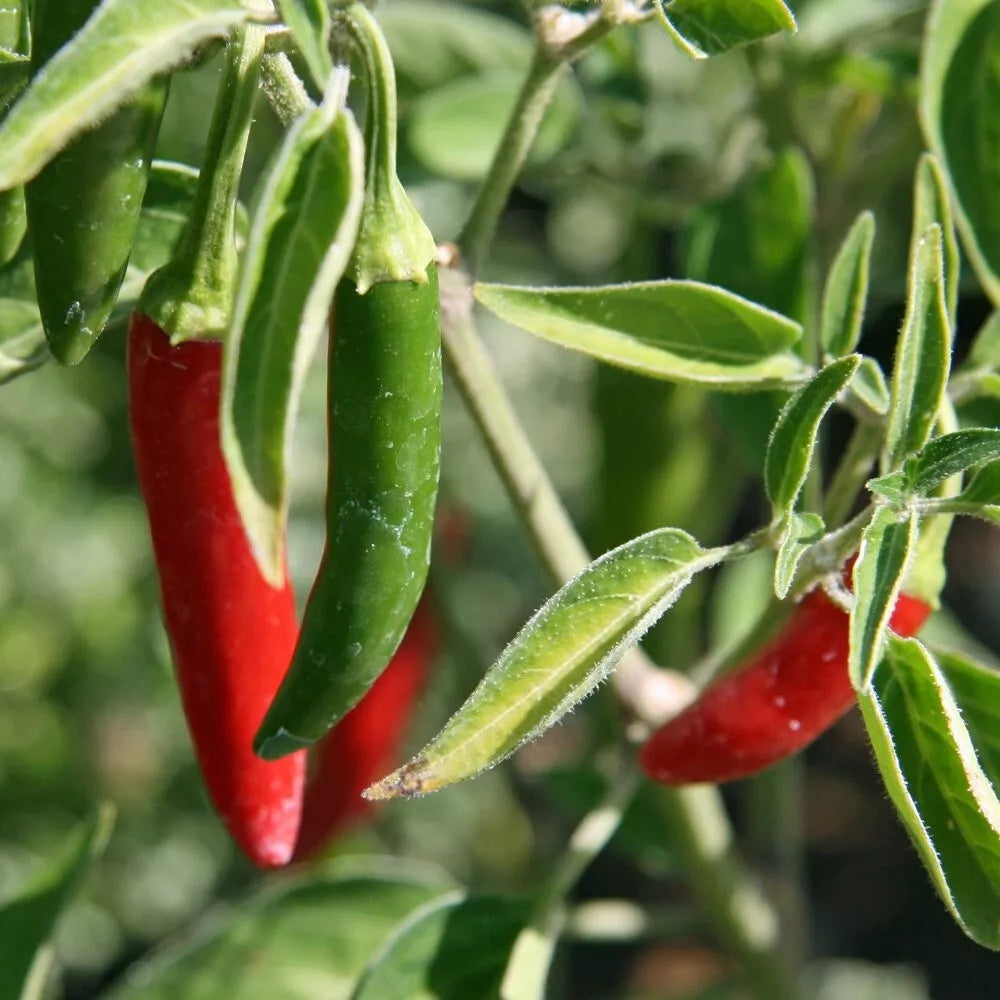 Serrano Pepper Seeds - 100+ Non-GMO Capsicum annuum for Gardening, Spicy Green to Red Fruits, Indoor & Outdoor Cultivation