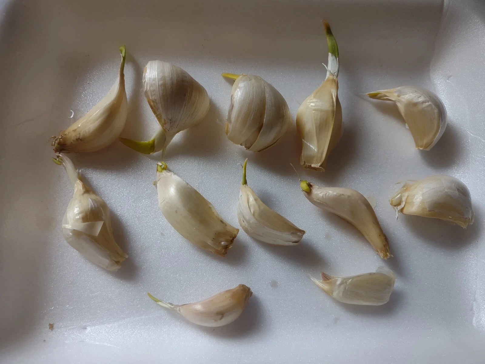 Organic Large Garlic Cloves for Planting - Allium sativum - 30+ Hand-Harvested, Sproutable, Antioxidant-Rich Seeds