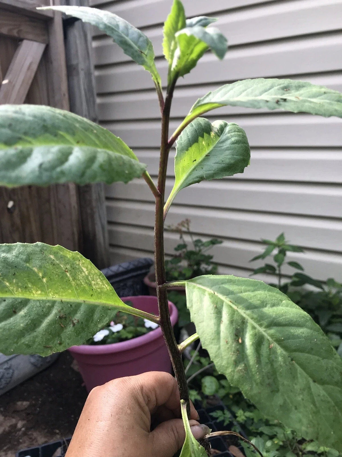 African Bitter Leaf Plant - Live Starter - Vernonia amygdalina - Medicinal Herb for Diabetes & Herbal Garden