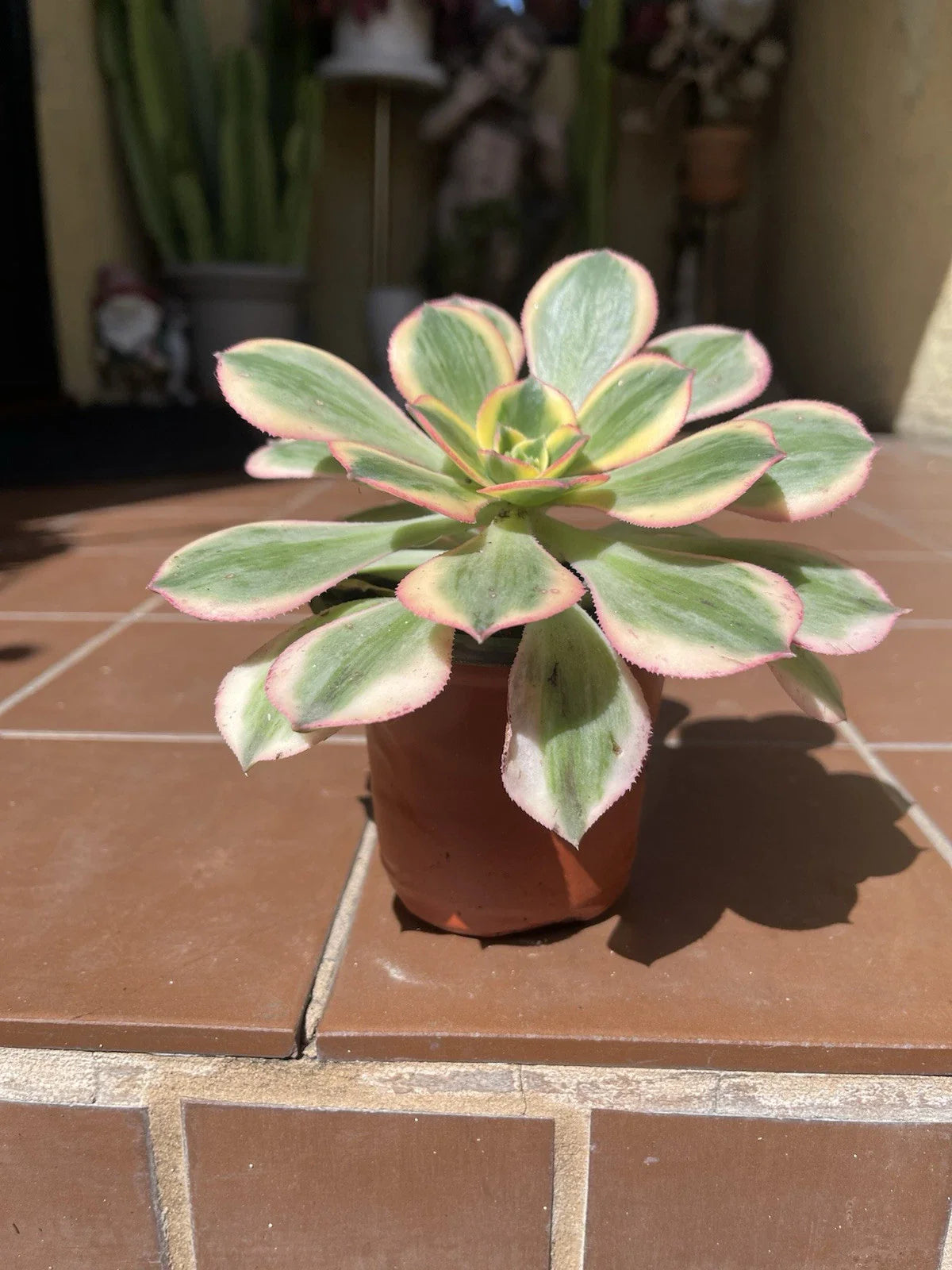 Aeonium Sunburst Succulent Cutting 4-6" - Colorful Variegated Indoor Plant - Drought Tolerant, Easy Care Succulent for Gardens