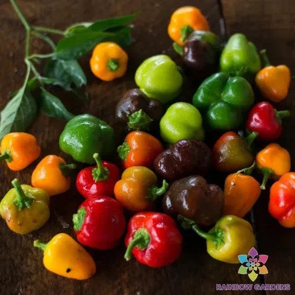 Mini Bell Pepper Seeds Pack | Capsicum annuum | Colorful Sweet Peppers | 25+ Seeds for Garden, Container, Raised Bed