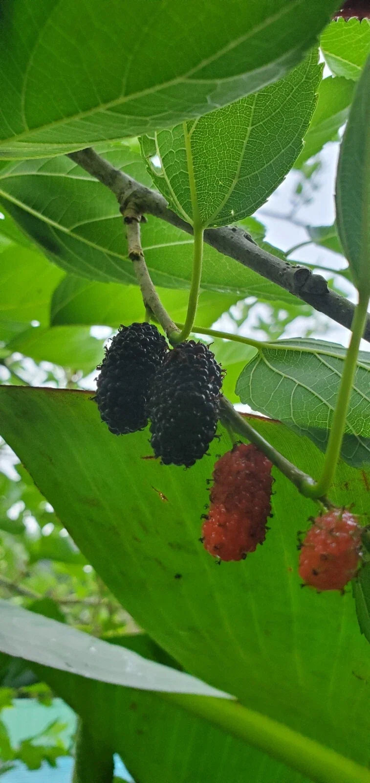 Rooted Mulberry Fruit Tree Cutting Morus alba Edible Garden Plant for Home Landscape