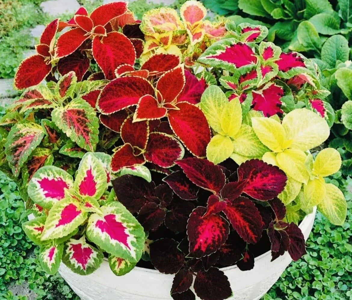 Coleus Seeds Rainbow Mix - 100+ Seeds for Colorful Foliage - Plectranthus scutellarioides Annual Plant