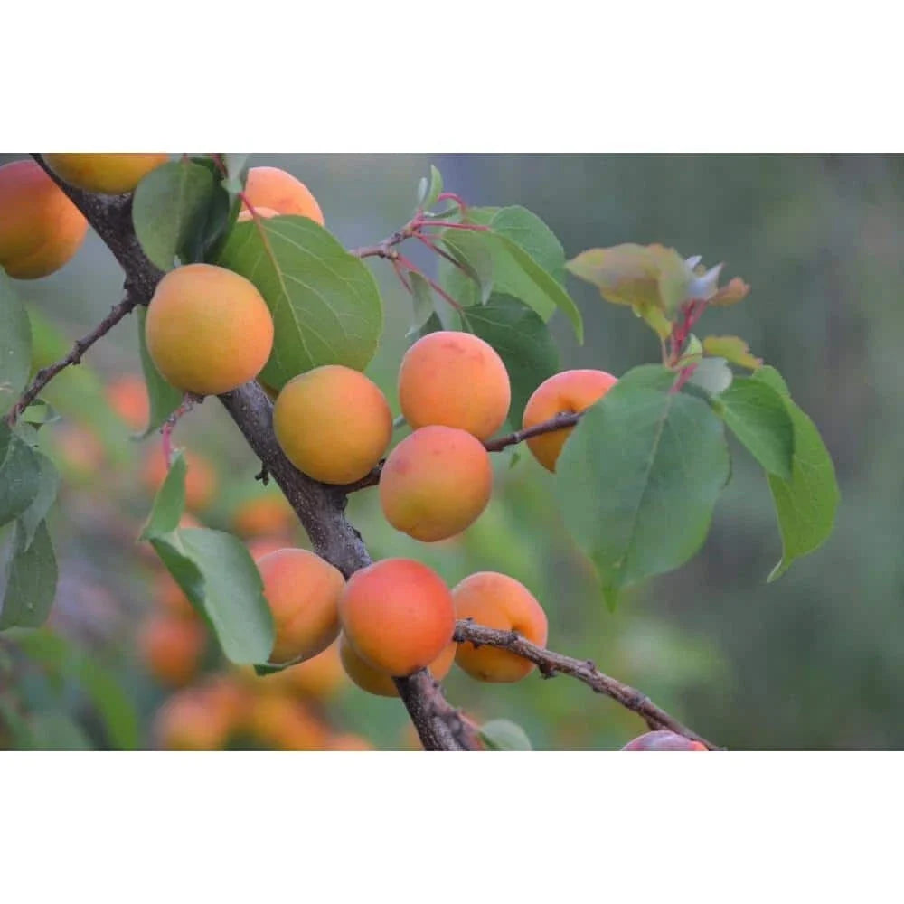 Dwarf Moorpark Apricot Tree Bare Root 3-4 ft Prunus armeniaca Sweet Fruit for Small Gardens