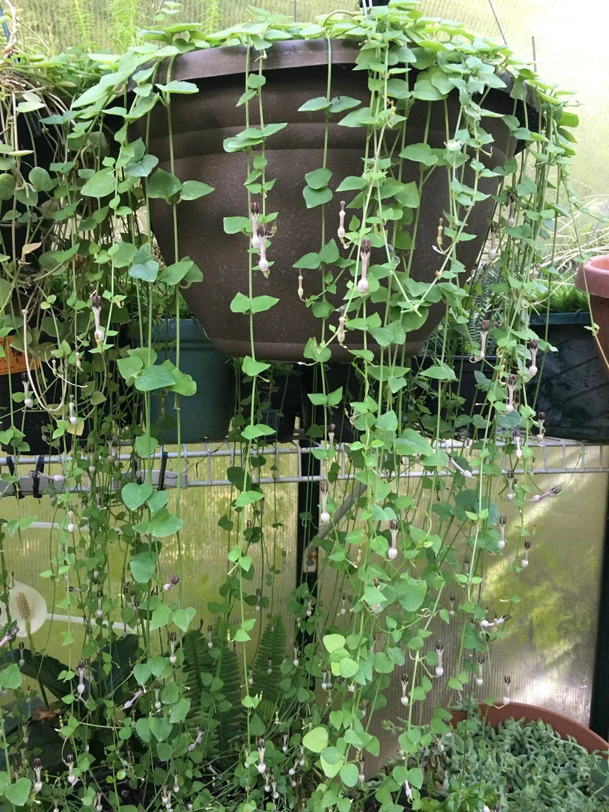 String of Hearts Cuttings 8" - Ceropegia woodii Rosary Vine Live Plant Cut to Order