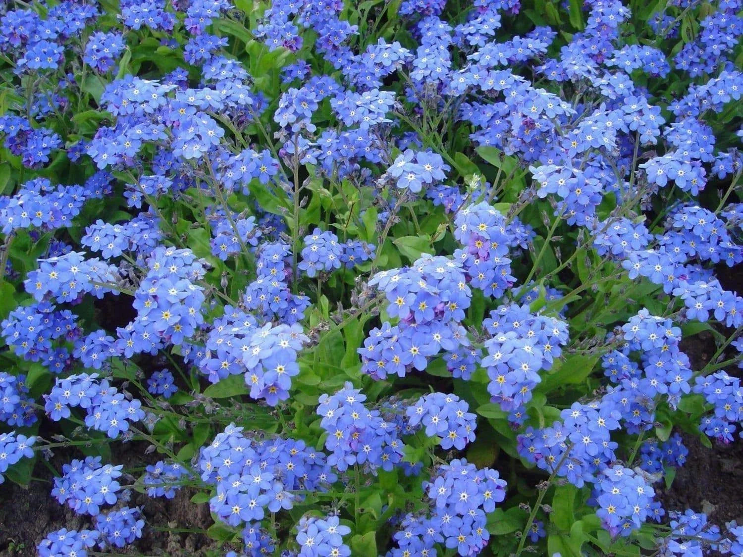 Chinese Forget Me Not Seeds - 200+ Blue Annual Wildflower - Myosotis asiatica - Easy to Grow, Pollinator Attracting, Garden Flower