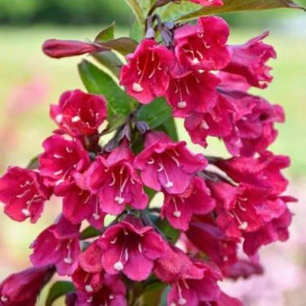 Java Red Weigela Live Plant - 4 Inch Pot, Weigela florida 'Java Red', Pink Flowers, Purple-Green Foliage
