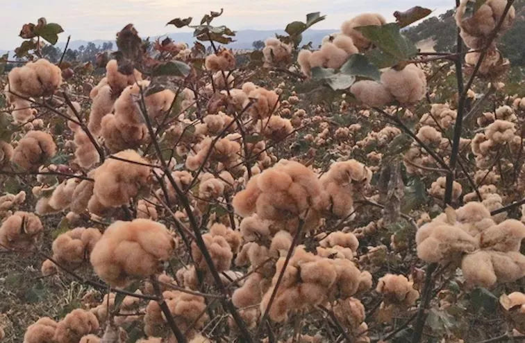 Brown Cotton Seeds 25 Pack - Gossypium spp. - USA Seller