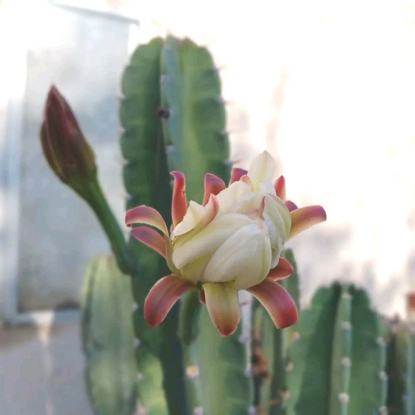 Cereus Peruvianus Cuttings - 6-8 Inch Peruvian Apple Cactus Set of 2 for Indoor & Outdoor