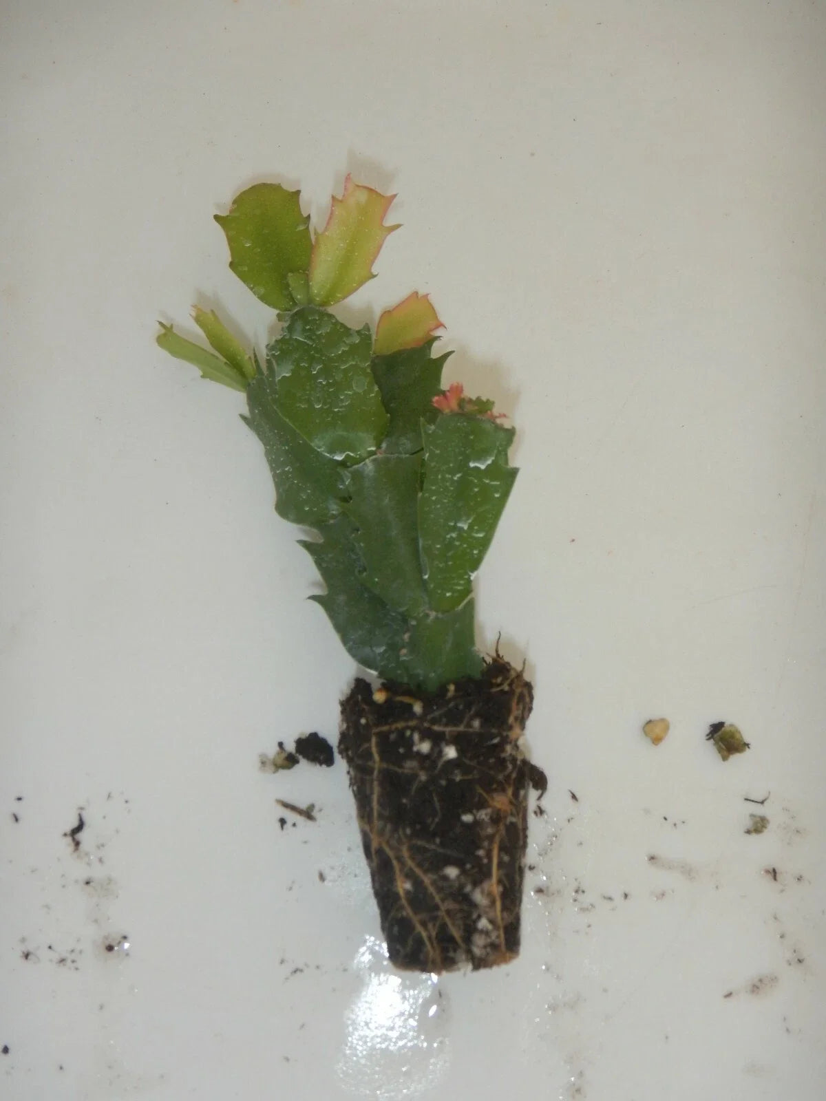 Christmas Cactus Starter Plant - Schlumbergera Truncata - Named Variety, Well-Rooted, Trailing Indoor Plant
