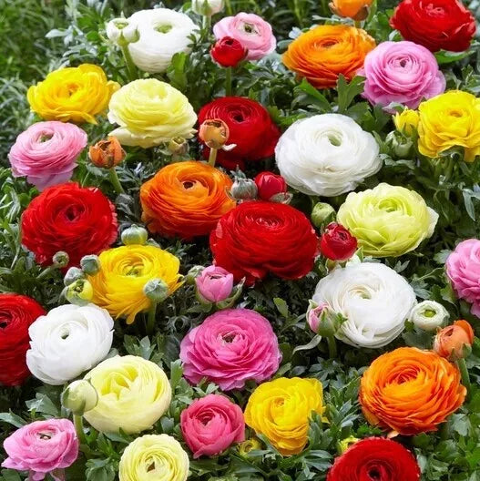 Ranunculus Seeds 100 Persian Buttercup Flower Seeds for Garden, Border, or Container - Ranunculus asiaticus