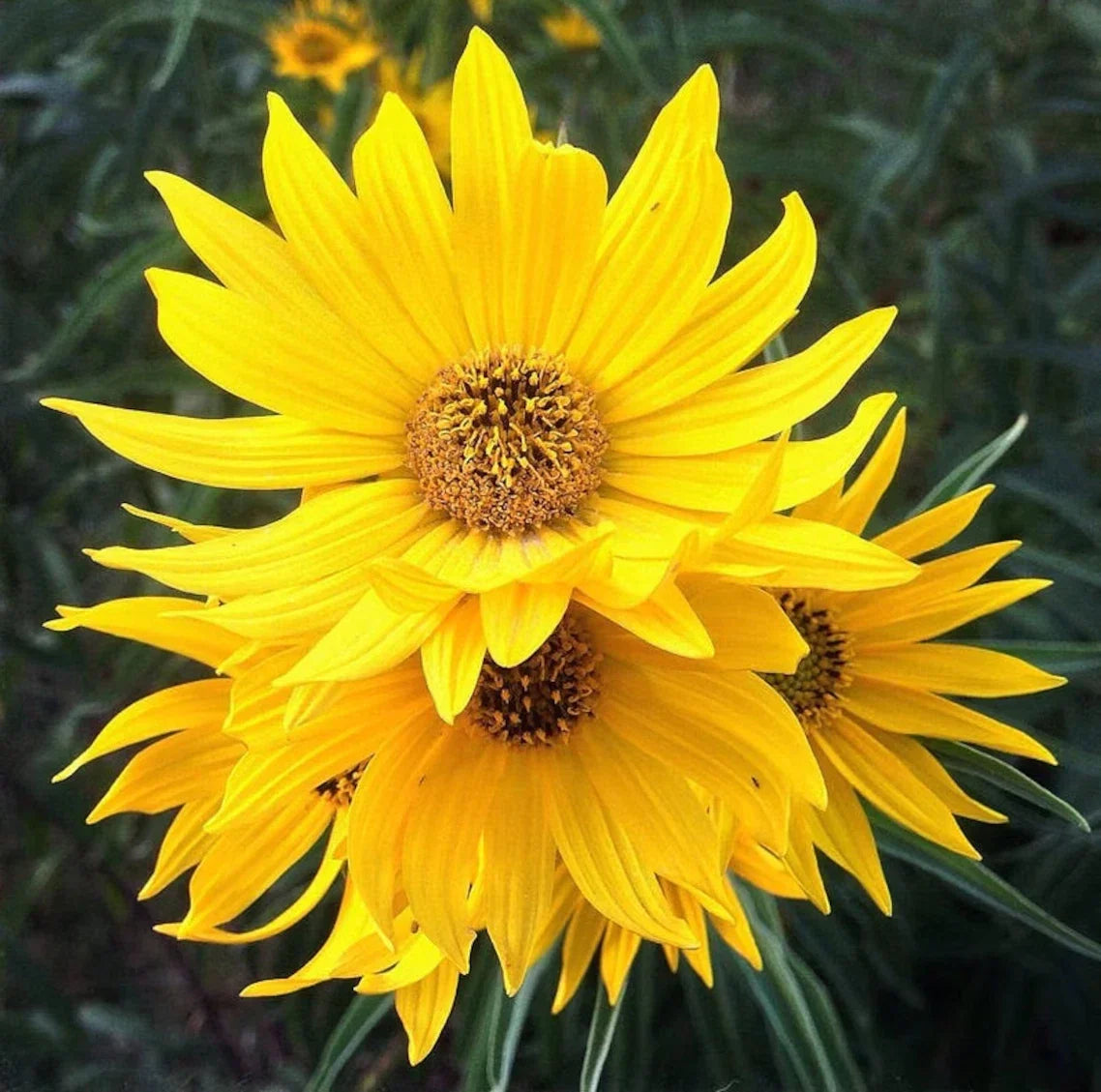 MAXIMILIAN Sunflower Seeds - 100+ Heirloom Perennial NON-GMO Helianthus maximiliani