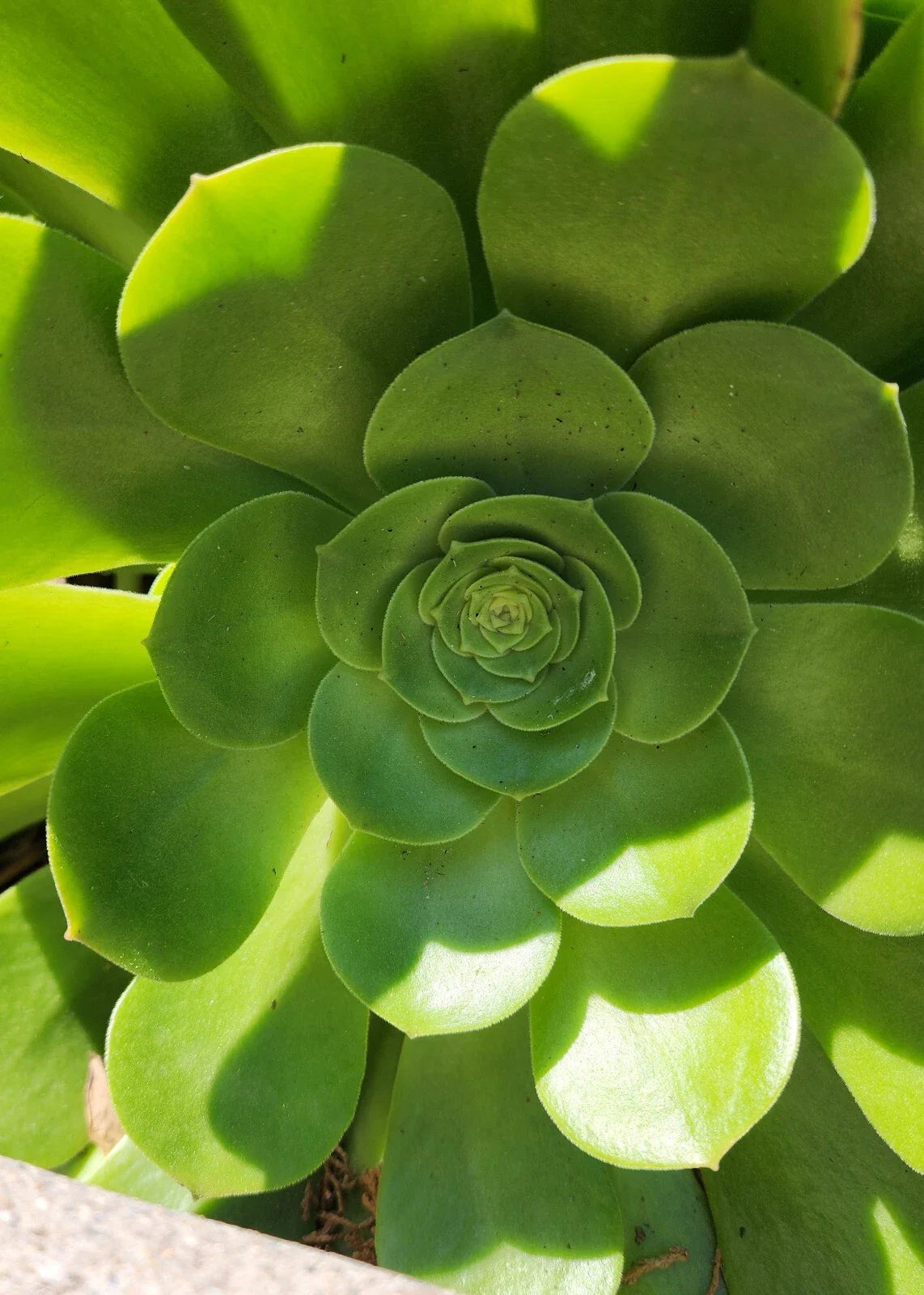 Aeonium Canariense Succulent Plant Cutting 5-6" Large Green Rosette Indoor Outdoor