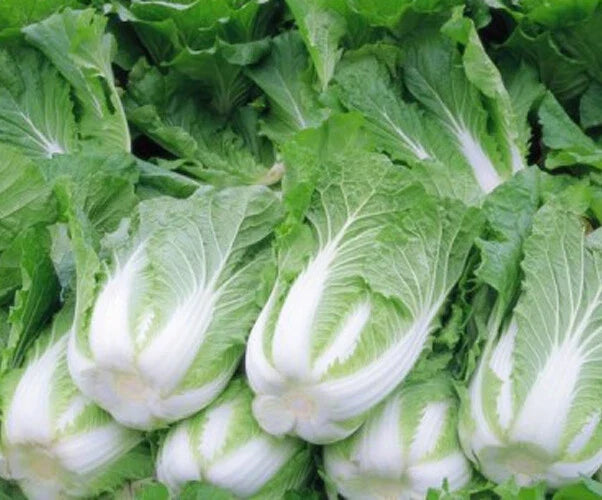 200+ Chinese Cabbage Seeds - Michihili Heading Brassica rapa for Garden, Container, and Home Growing