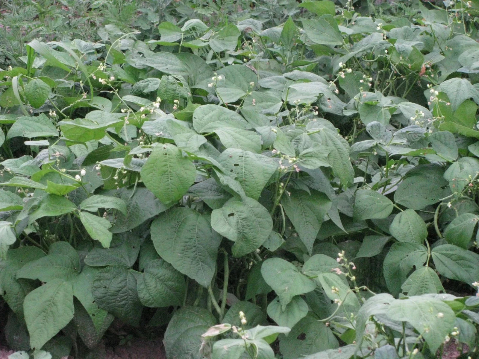 Jade Snap Bush Bean Seeds - 50+ Non-GMO Heirloom Vegetable Seeds for Home Garden, Phaseolus vulgaris