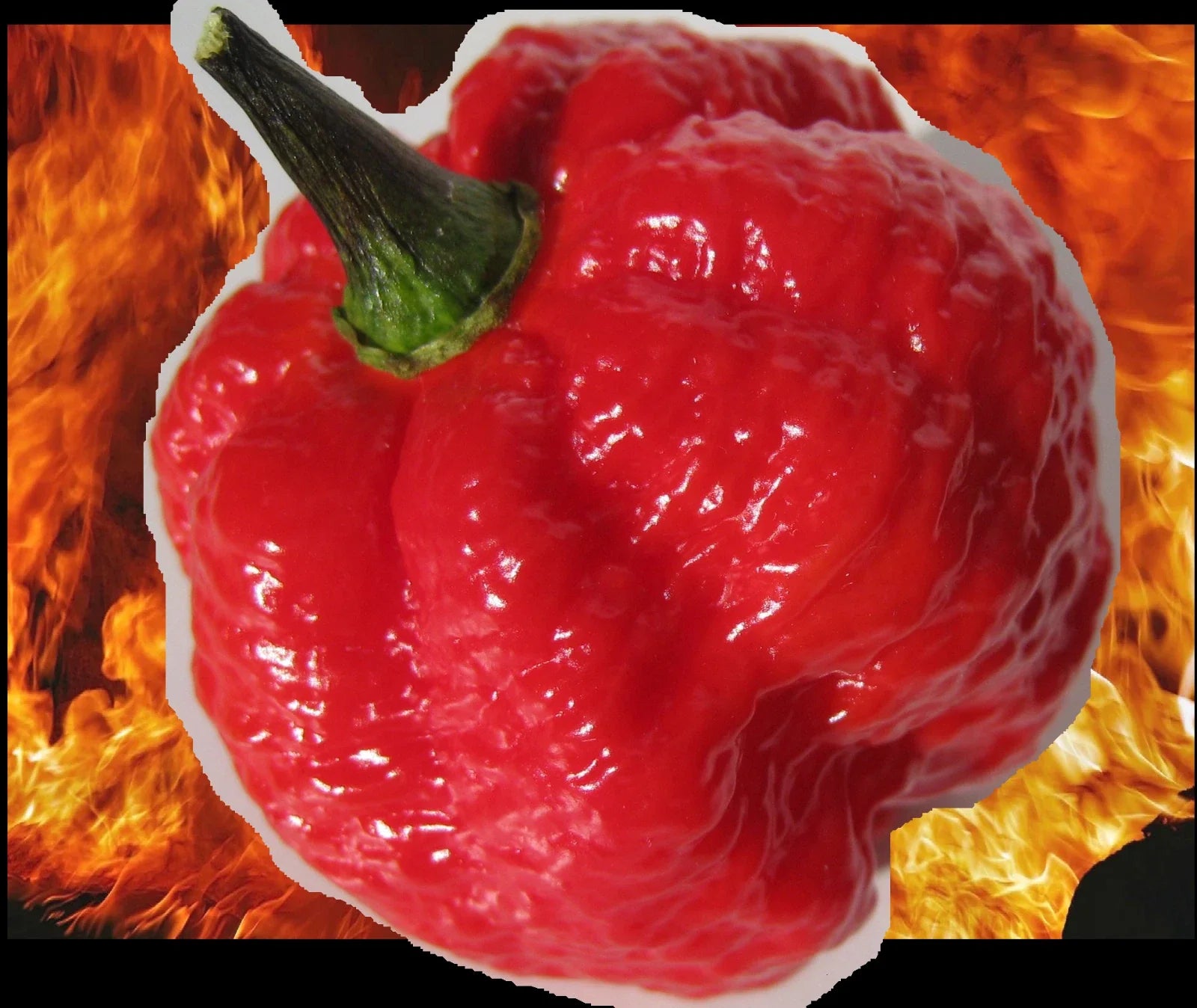 Red Borg Extreme Hot Pepper Seeds - Naglah x Bubblegum 7 Pot Hybrid, Super Rare, Capsicum chinense, Over 1,000,000 SHU