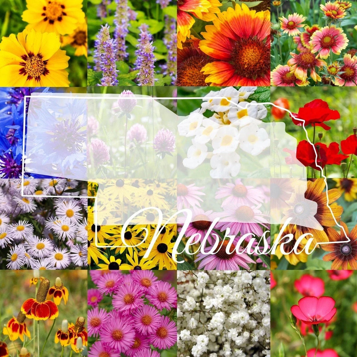 Eastern Nebraska Wildflower Seed Mix 1/2LB - Native Pollinator Flowers Covering 1,000 sq ft