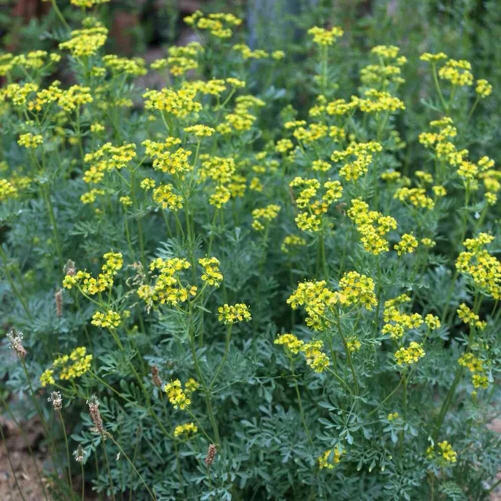 Rue Seeds 100+ Pack | Medicinal Herb Ruta graveolens | Non-GMO | Free Shipping USA