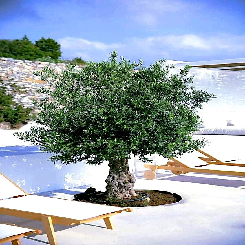 20 Canino Olive Tree Seeds Olea europaea Edible Fruit Plant for Gardening & Landscaping