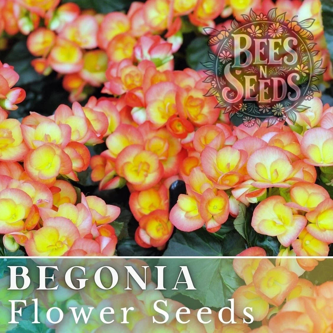 Sunrise Trifecta Begonia Seeds – Non-GMO Flower Seeds for Gardens & Containers, 45 or 125 Pack, Begonia hybrida
