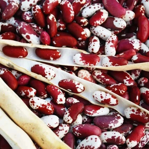 Jacob's Cattle Bean Seeds - 20 Seeds, Heirloom Phaseolus vulgaris, High Yielding Bush Beans for Cooking and Gardening
