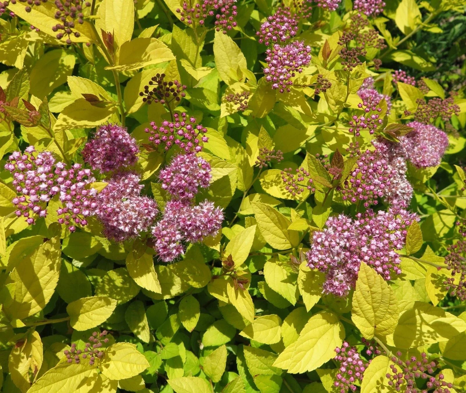 Spiraea Japonica Mix Seeds - Colorful Flowering Shrubs for Garden, Hardy Perennials, Pollinator Attracting, Landscape Planting
